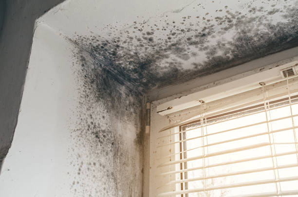 Affordable Mold Cleanup solutions in Highland Park, PA